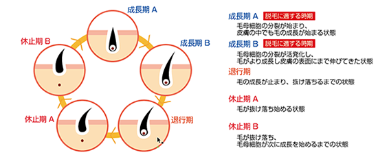福井 B&B メンズ脱毛 毛周期について 福井 B&B メンズ脱毛 毛周期について